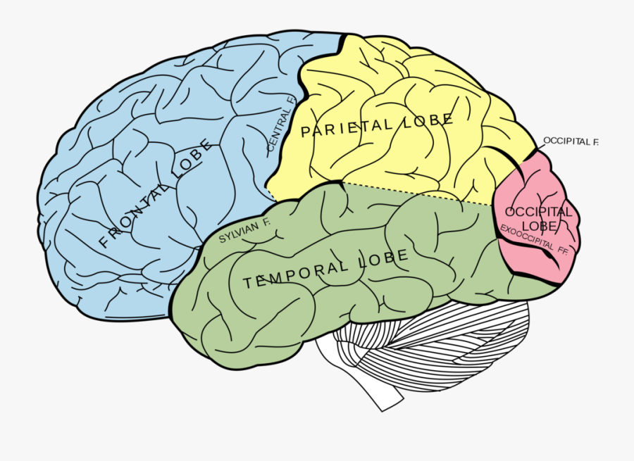 Clip Art Brain Image - Lobes Of The Brain Unlabeled, Transparent Clipart