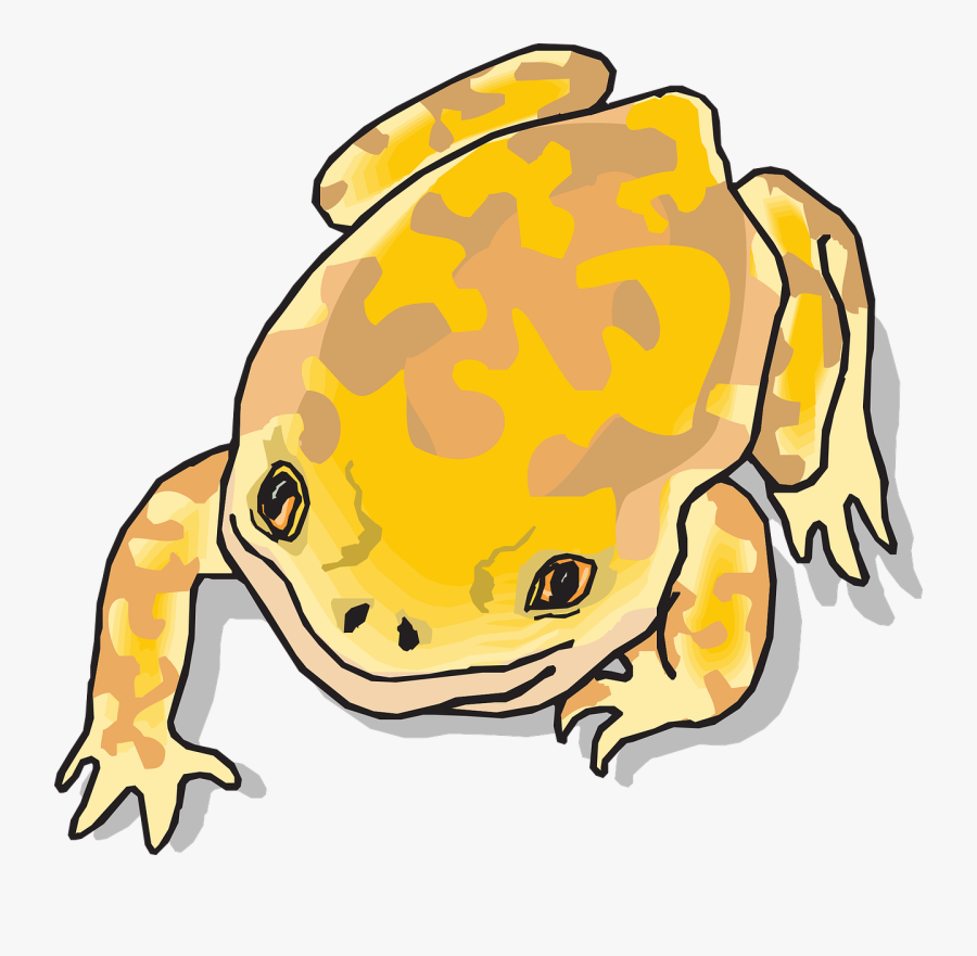 Picture Library Stock Bullfrog Drawing Jungle - Clip Art, Transparent Clipart