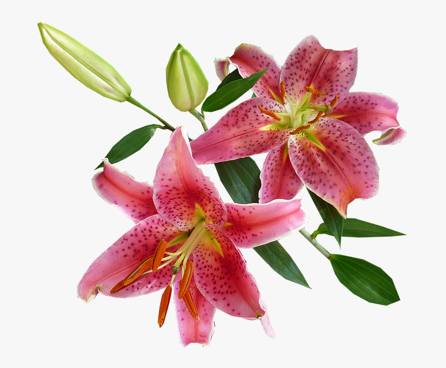 Collection Of Stargazer Cliparts Buy Any Image - Imagenes De Flores Vectoriales Con Fondo Transparente, Transparent Clipart