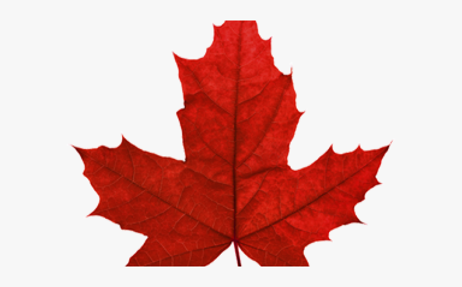 Canada Maple Leaf - Transparent Maple Leaves Png, Transparent Clipart