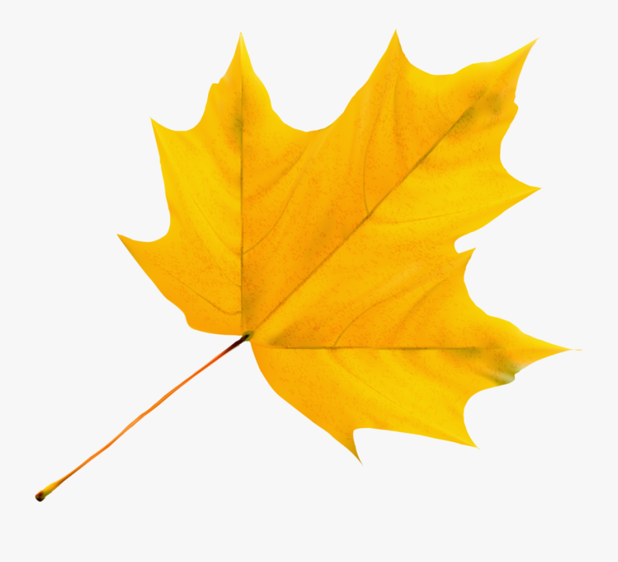Yellow Leaf Clipart, Transparent Clipart