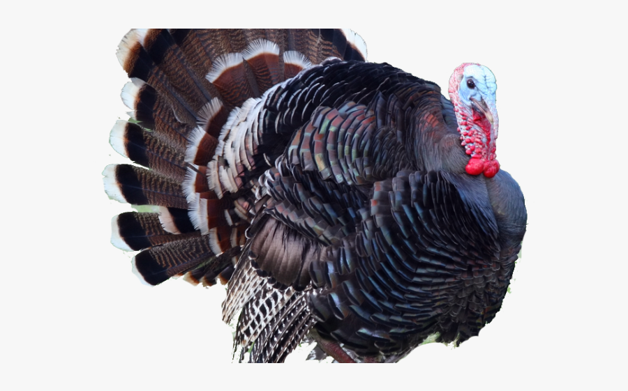 Turkey Bird Clipart Transparent Tumblr - National Animal In Turkey, Transparent Clipart