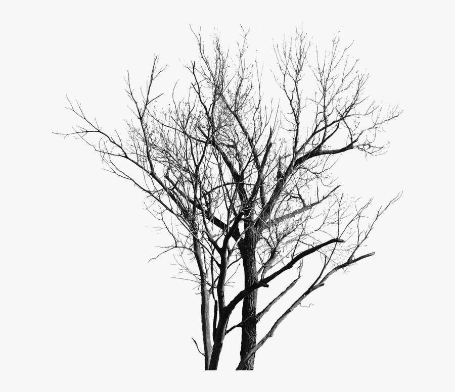 Dead Tree With No Leaves - Gambar Pohon Yg Tak Berdaun, Transparent Clipart