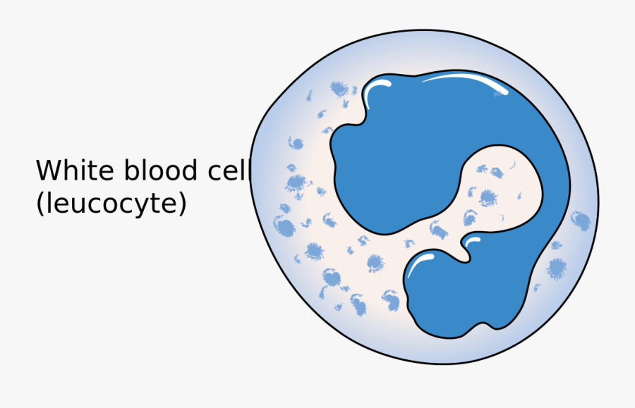 White Blood Cell Png, Transparent Clipart