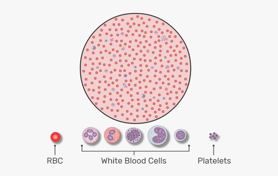 Magnified View Of A Drop Of Blood Containing Wbcs, - Rbc Count, Transparent Clipart