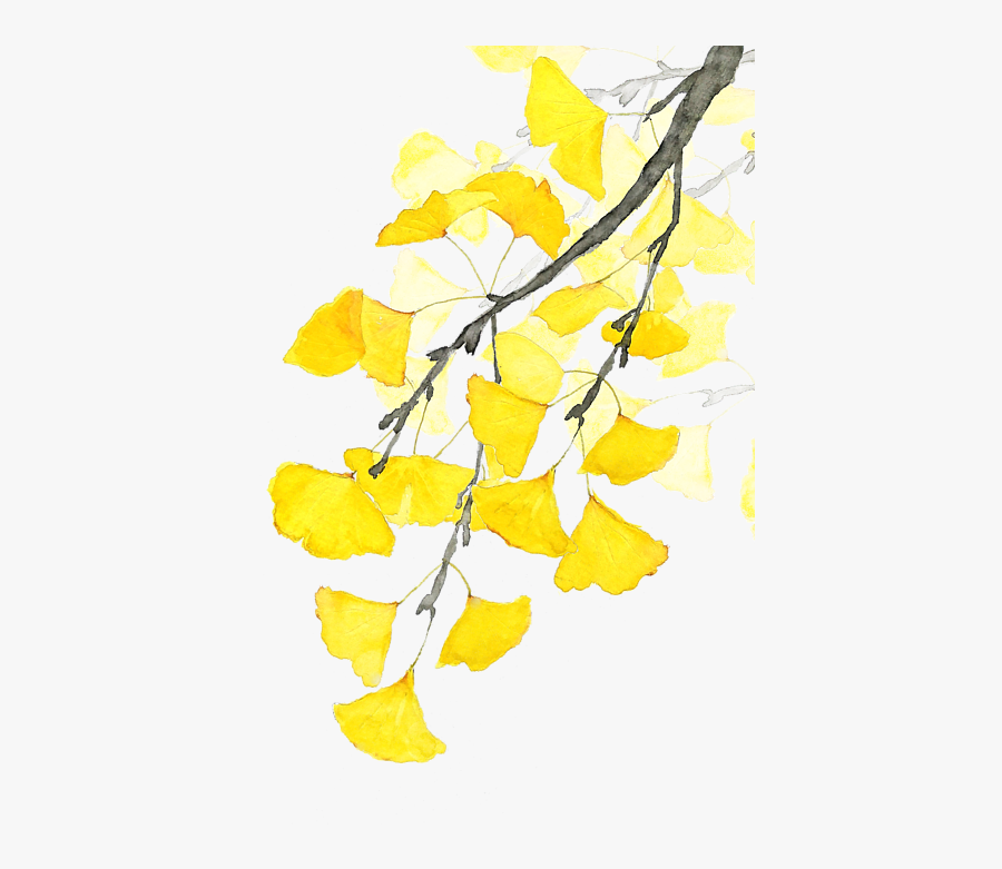 Transparent Ginkgo Tree Png - Maidenhair Tree, Transparent Clipart