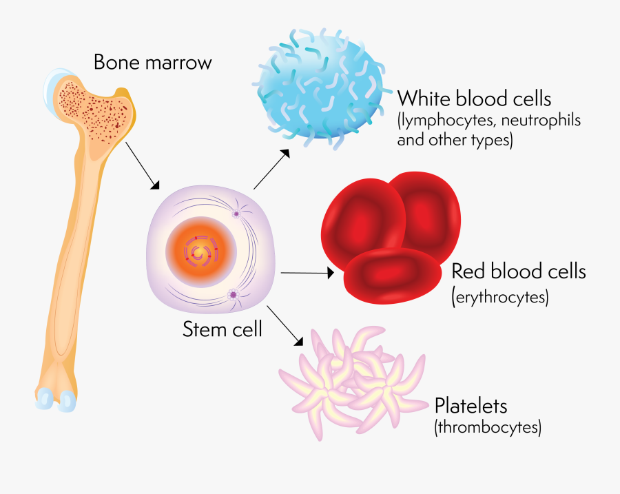 A Stem Cell And The Blood Cells It Can Produce, Transparent Clipart