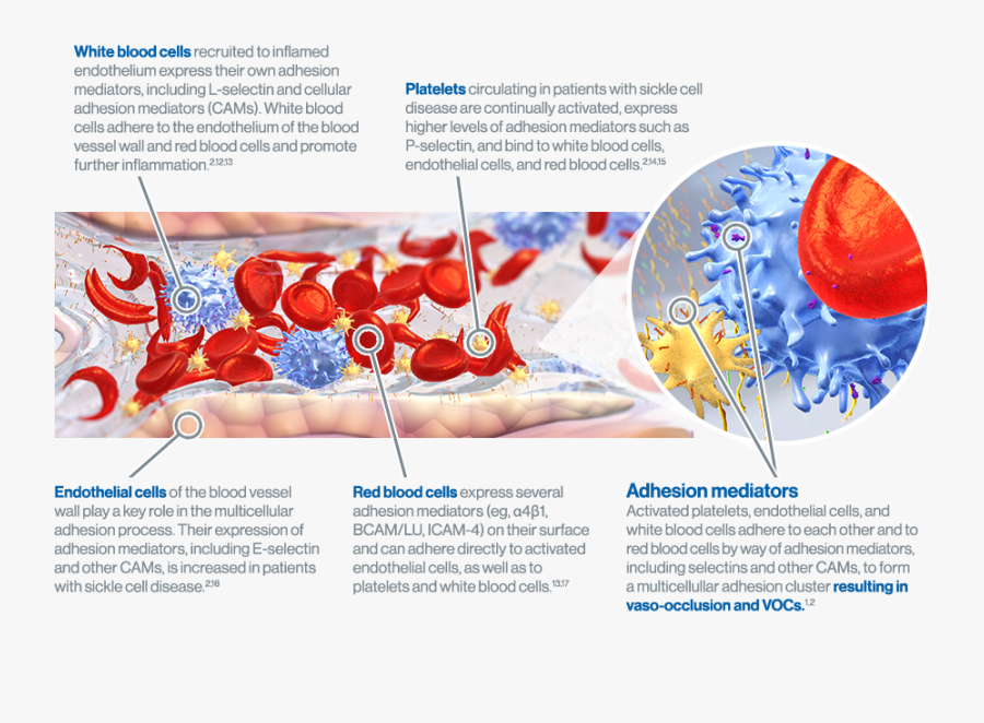 White Blood Cells, And Platelets That Aggregate And - Brochure, Transparent Clipart