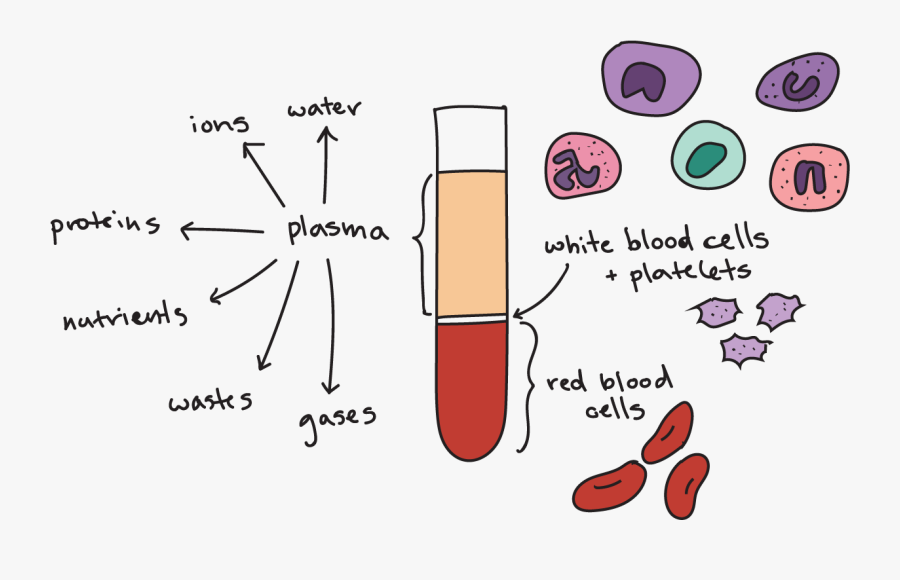 Pocas Proteinas En La Sangre, Transparent Clipart