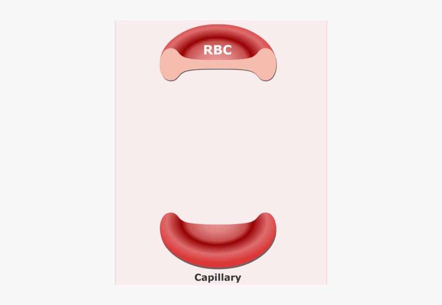 Red Blood Cells Transport Respiratory Gases Through - Red Blood Cell, Transparent Clipart