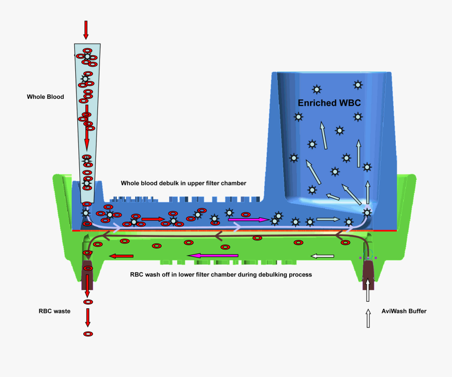 White Blood Cell Filtration, Transparent Clipart