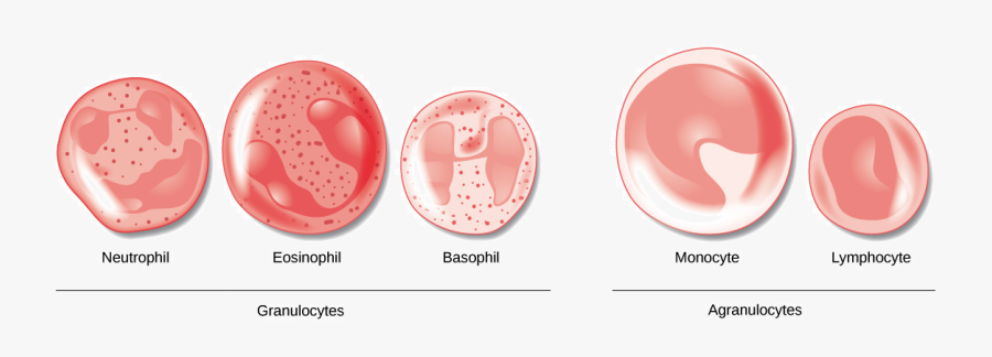 Specialised Cells, Transparent Clipart