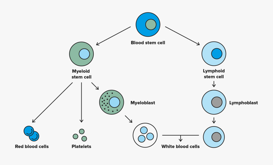 Trasplantaments Cèl Lules Mare, Transparent Clipart