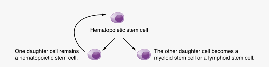 Diagram, Transparent Clipart