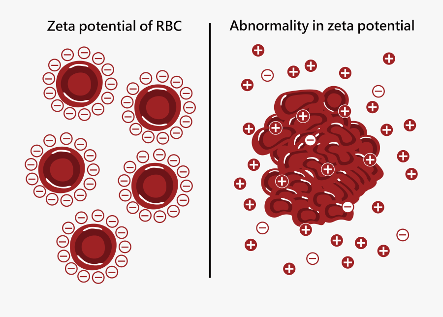 Zetal Potential Of Red Blood Cell - Zeta Potential Of Red Cells, Transparent Clipart