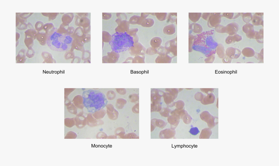 Bead, Transparent Clipart