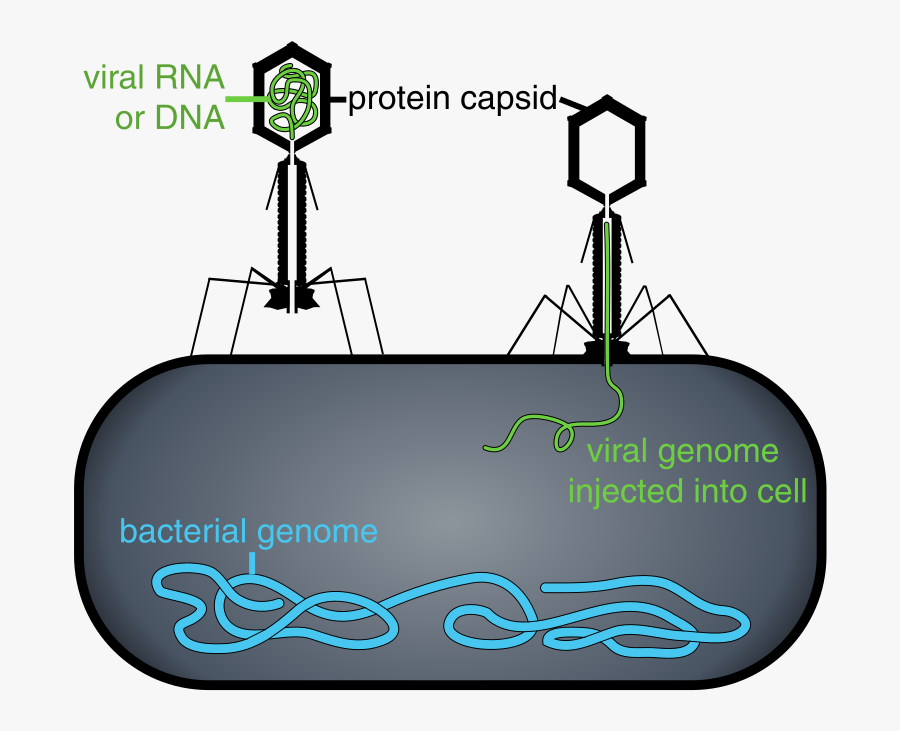 Virus Cell Vs Bacteria, Transparent Clipart