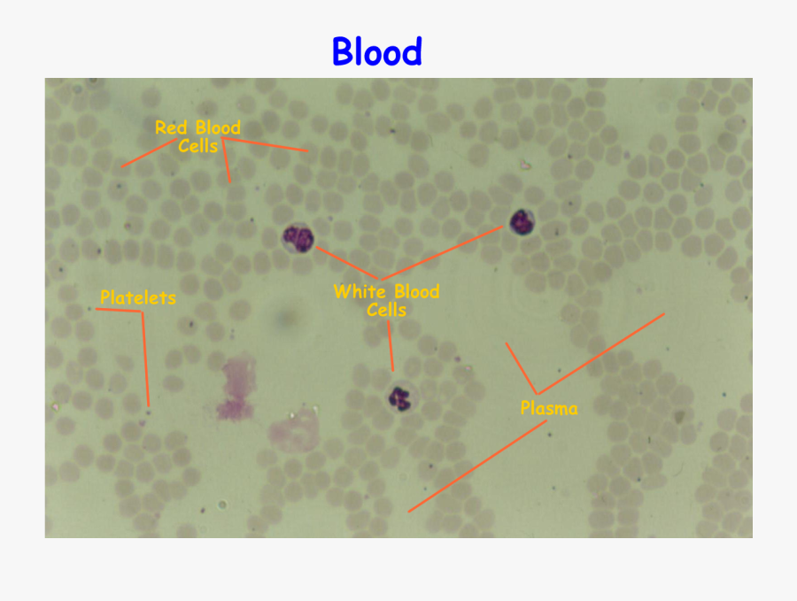 Sheep Blood Cells Labeled, Transparent Clipart