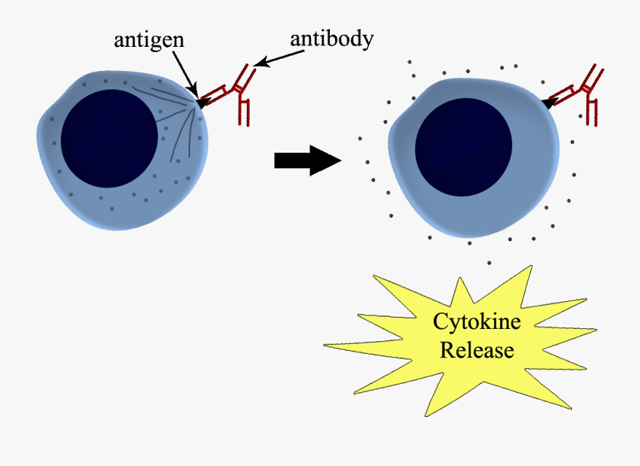 Antigen White Blood Cell, Transparent Clipart