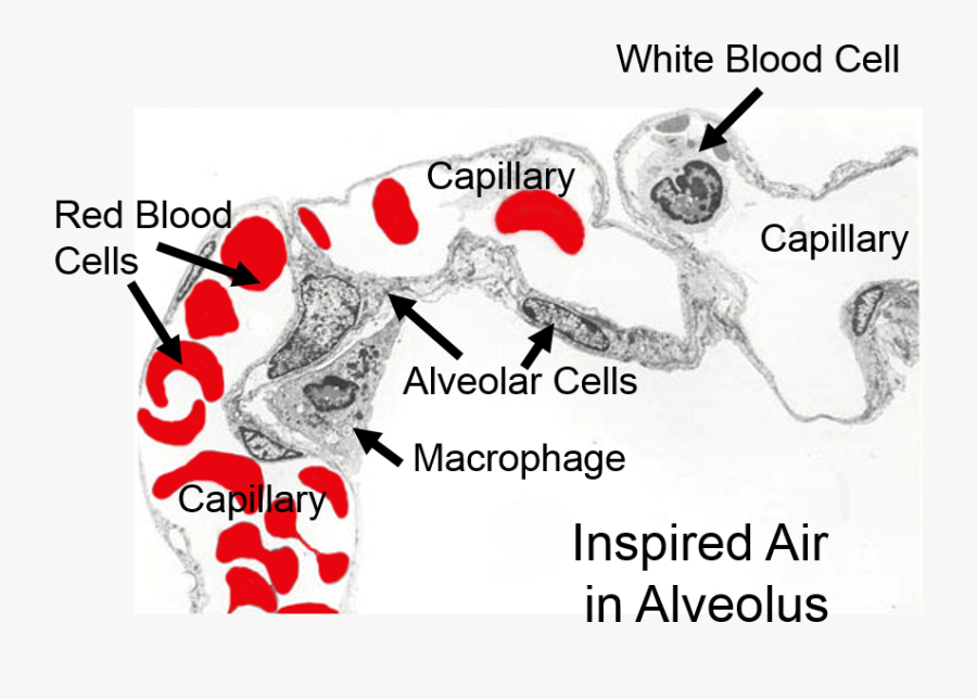 Graphic Design, Transparent Clipart