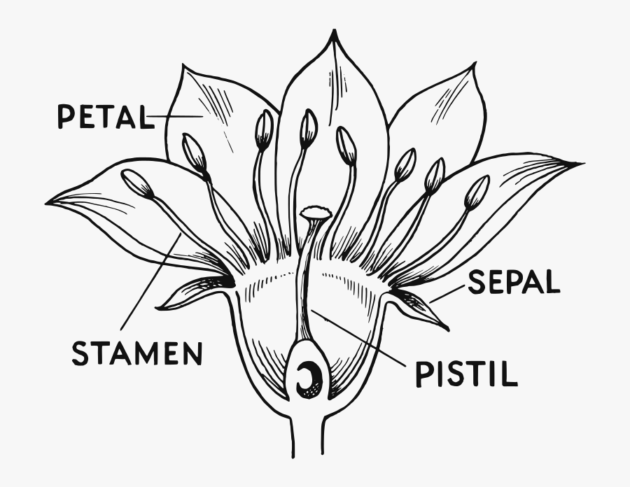 Black And White Plant Parts - Different Part Of Flowers, Transparent Clipart