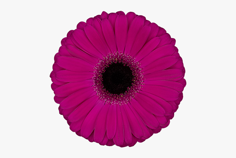 Gerbera Aladin, Transparent Clipart
