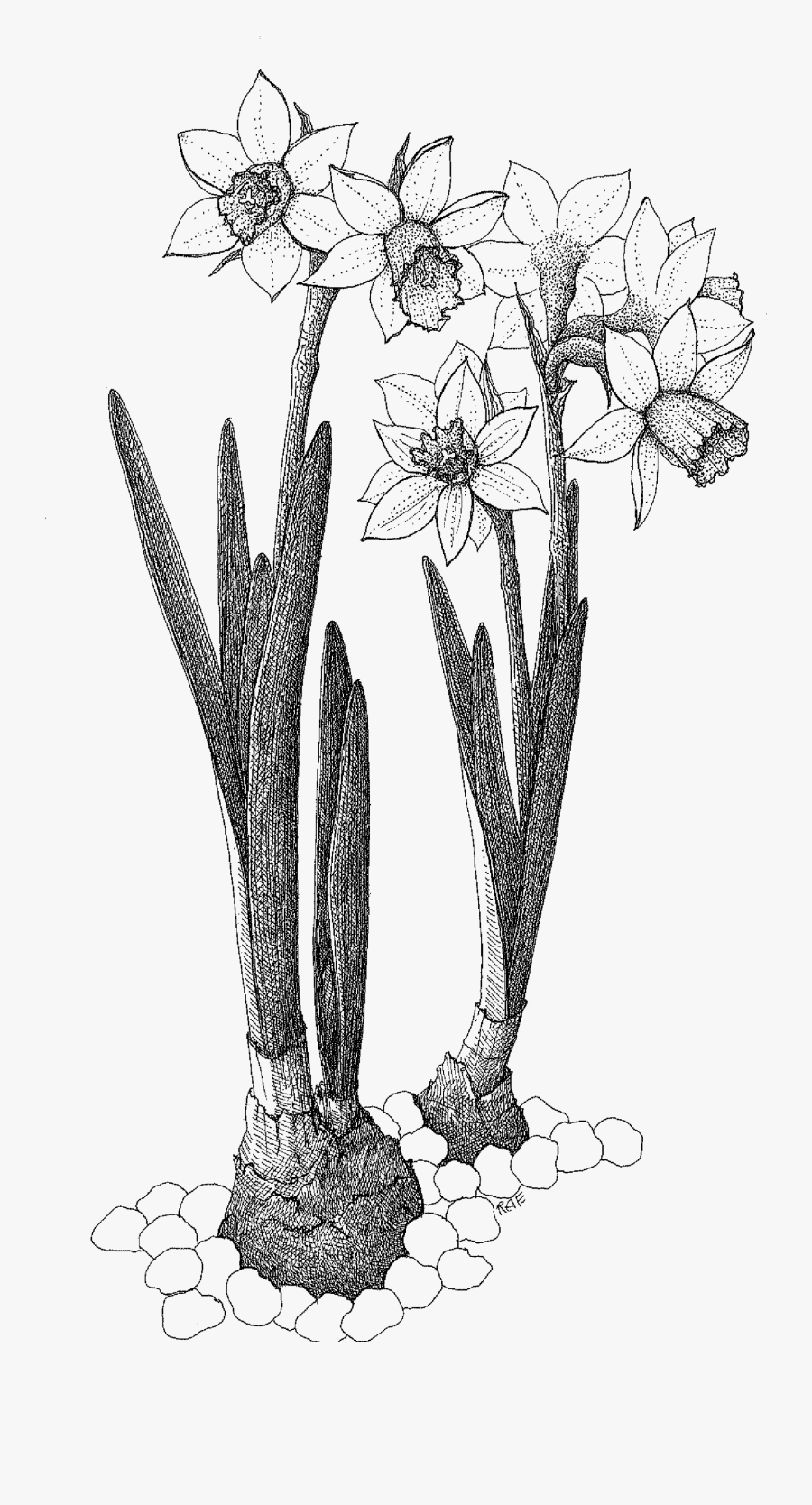 Plant Celebration Amp Garden Sale - Sketch, Transparent Clipart