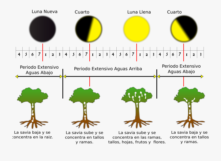 Fases De La Luna Clip Arts - Fases De La Luna Clip Art, Transparent Clipart
