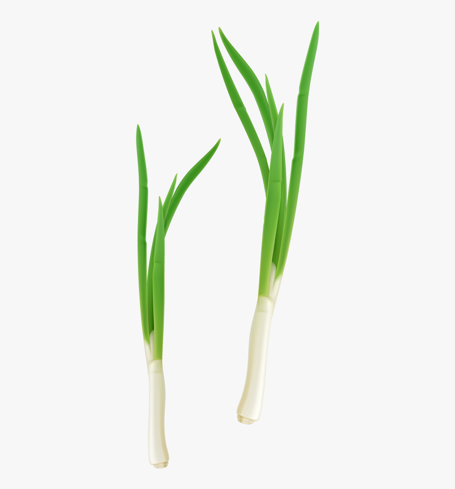 Cebolla De Verdeo Png, Transparent Clipart