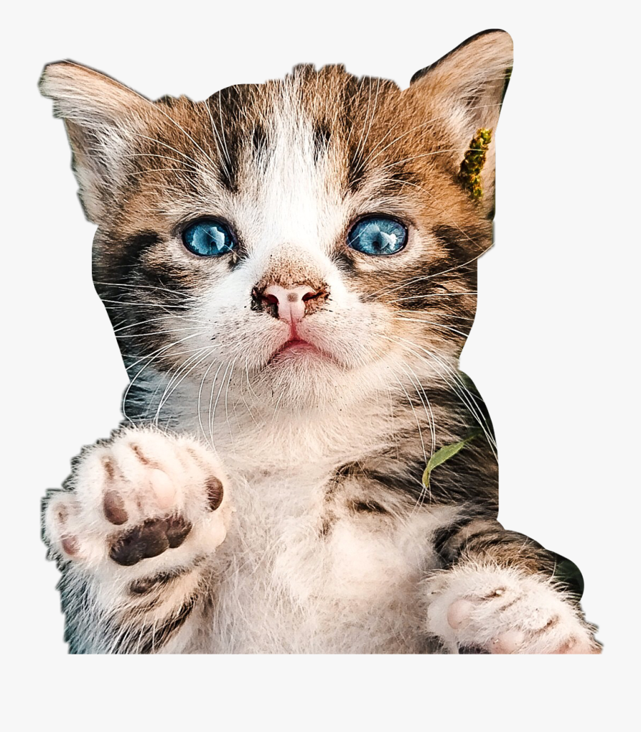 #kitten #kitty #cat #petsandanimals #cute - Kitten, Transparent Clipart