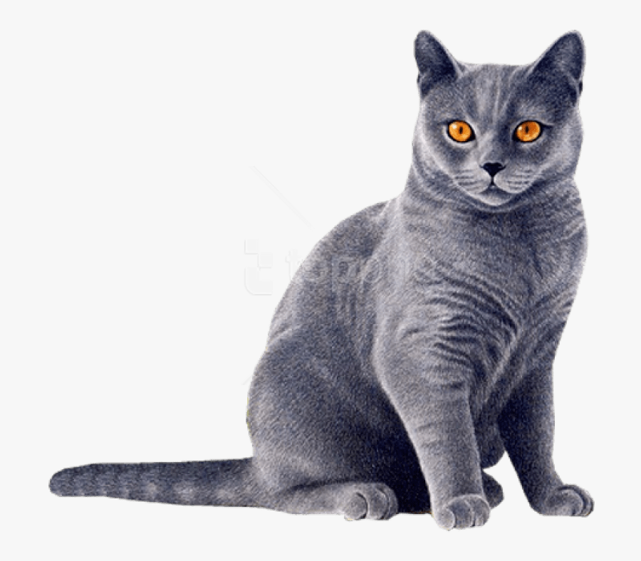 Russian-blue - Cat Images In Hd, Transparent Clipart