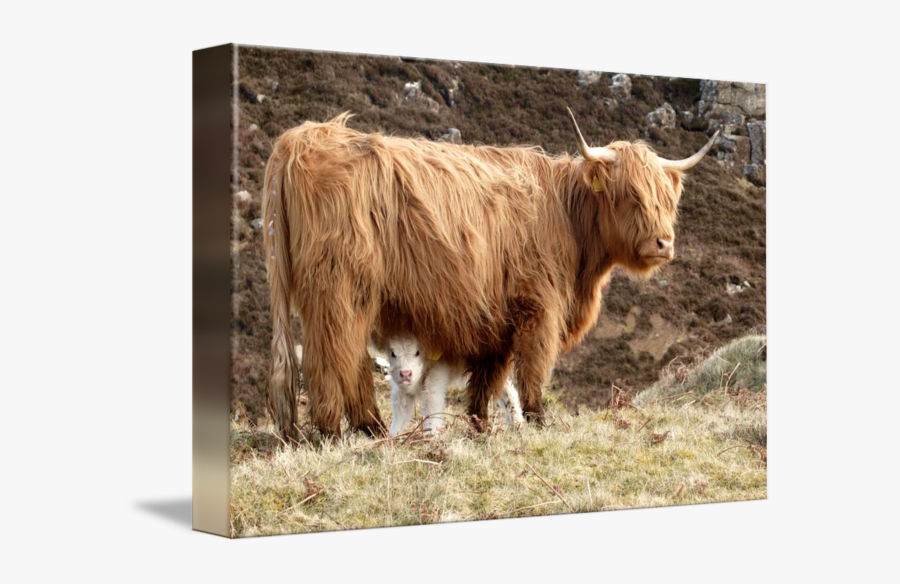 Clip Art Cow And By Gordon - Bull, Transparent Clipart