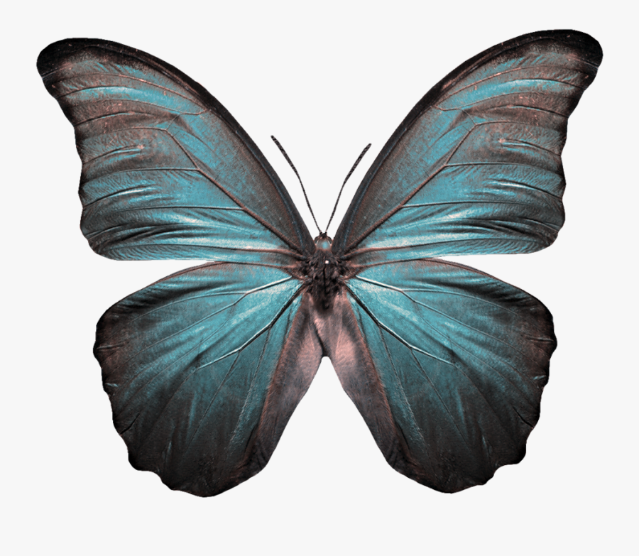 Clipart Caterpiller, Transparent Clipart