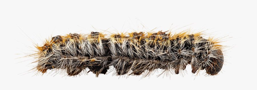 Transparent Caterpillar Clipart - Orugas, Transparent Clipart