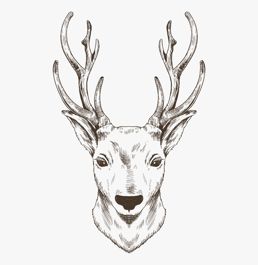 Clip Art Reindeer Moose Christmas Painted - กวาง เร น เดีย ร์ รูป วาด, Transparent Clipart