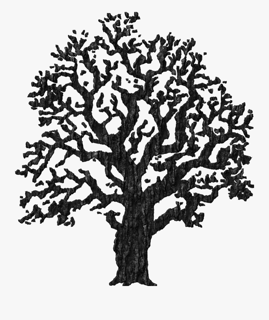 Bark Drawing Oak Tree - Arboles Dibujos Blanco Y Negro, Transparent Clipart