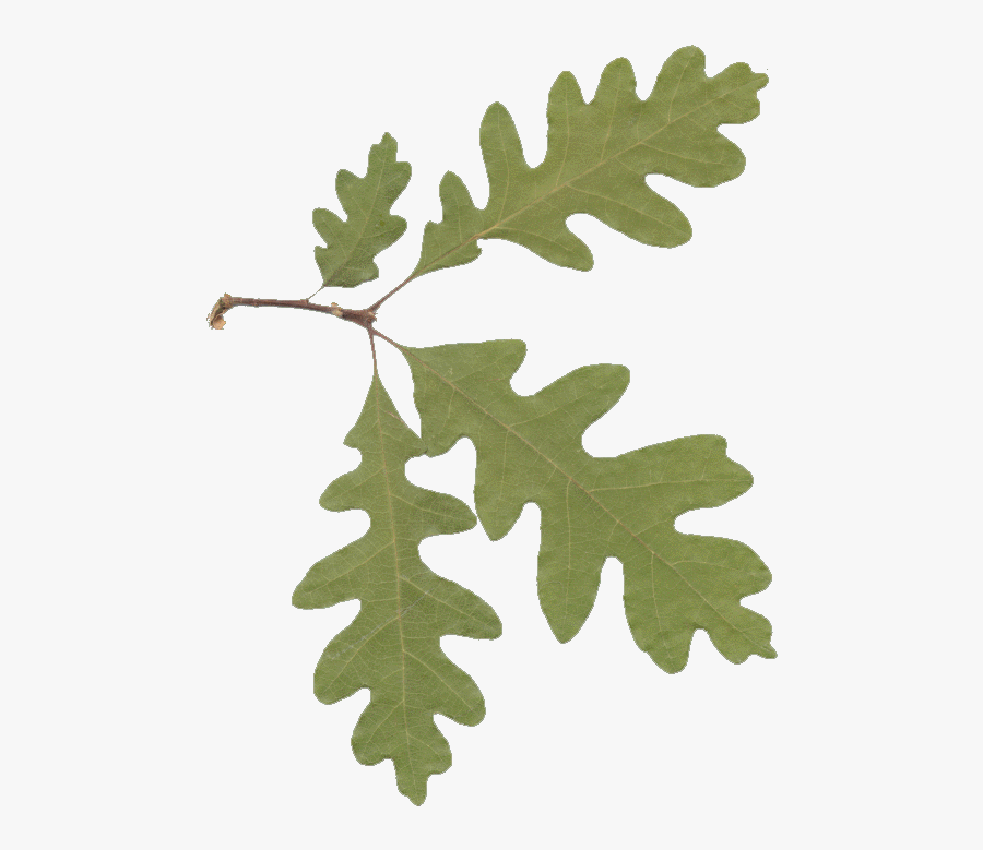 Picture Of Oak Leaves Clipart Best Sxdbow Clipart - Oak Leaf No Background, Transparent Clipart