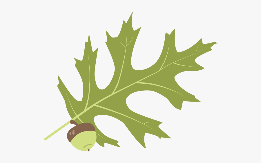 Gambel Oak, Transparent Clipart