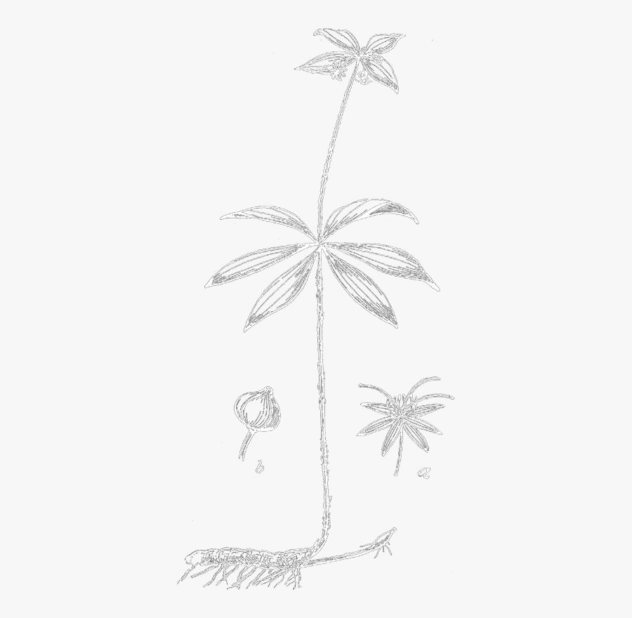 Sketch, Transparent Clipart