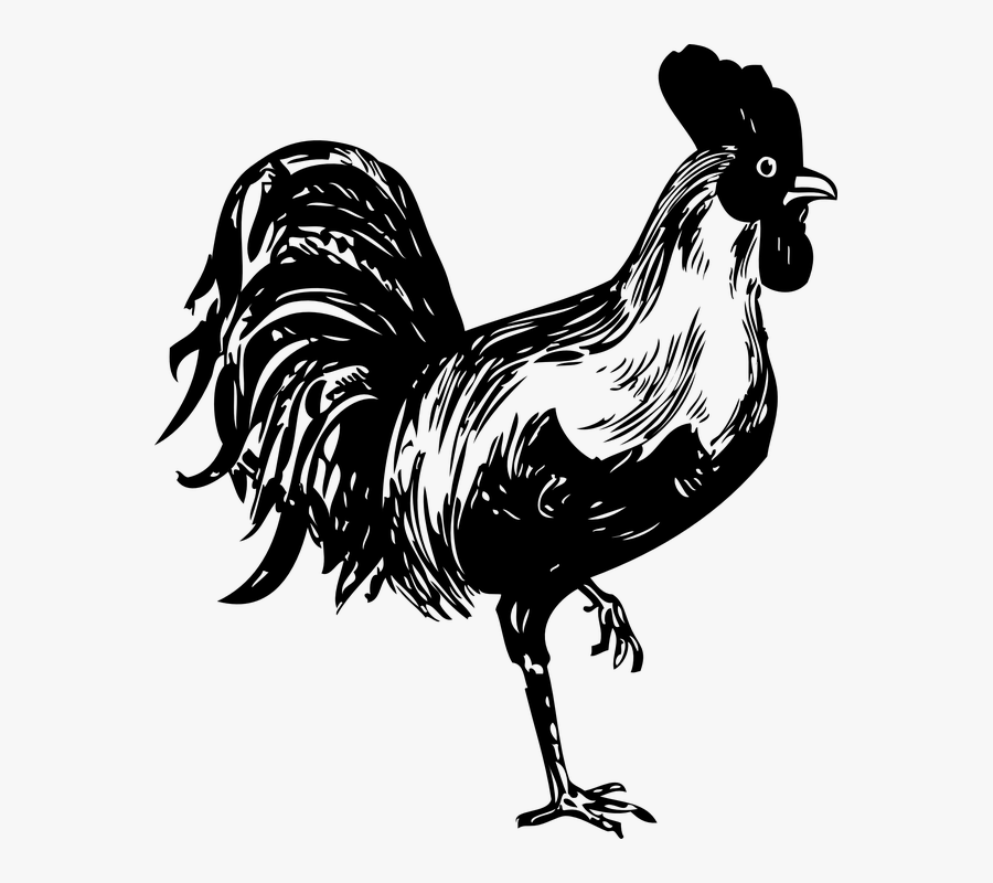 Rooster, Bird, Black And White, Cock, Farm, Cockerel - Rooster Stencil, Transparent Clipart