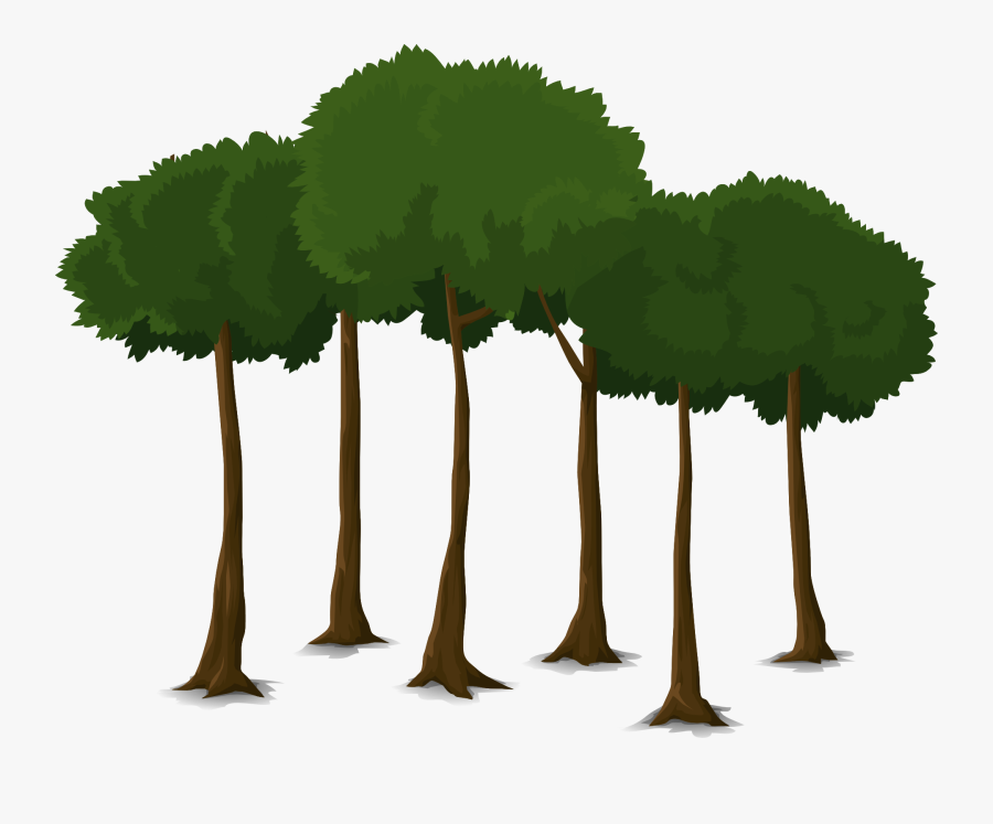 Canopy Tree Png, Transparent Clipart