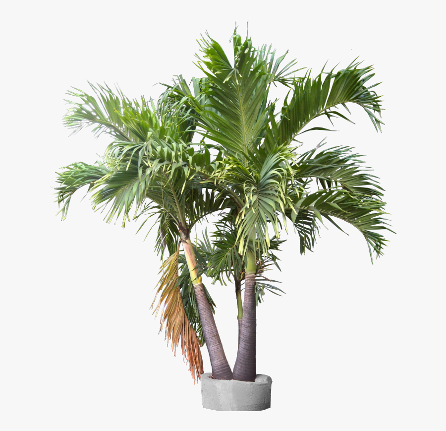 Triple Trunk Container Plant Images, Trunks, Container, - Transparent Background Palms Png, Transparent Clipart