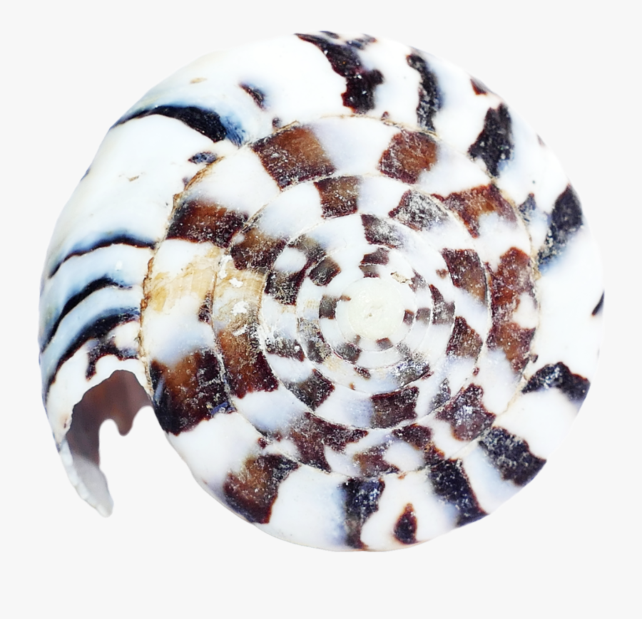 Sea Ocean Shell - Conch, Transparent Clipart