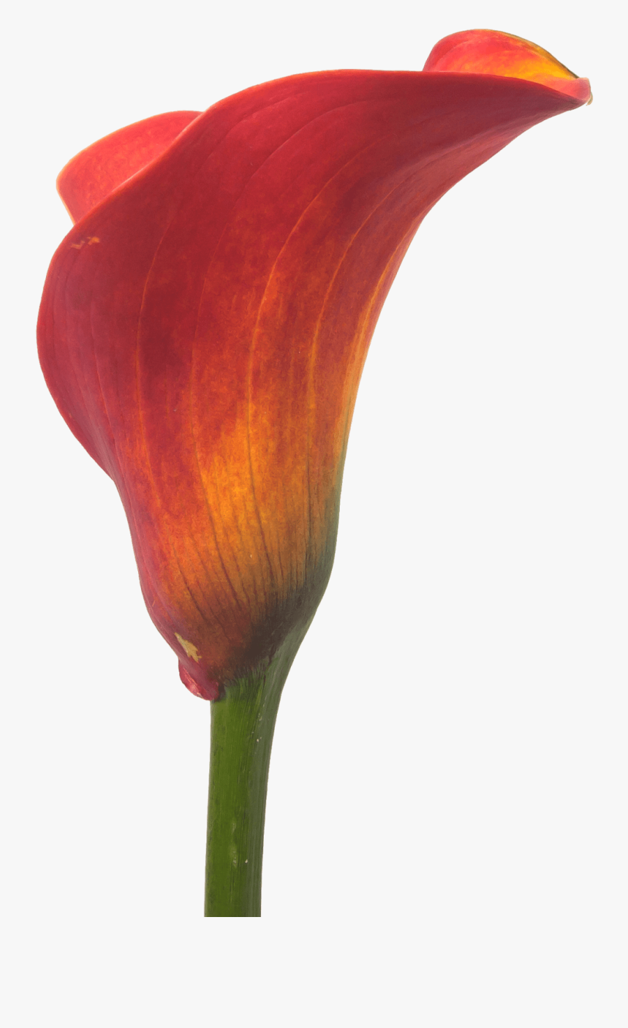 Calla Trinity - Arum - Orange Arum Lily Flower Png, Transparent Clipart