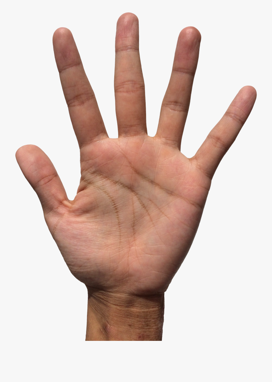 Hand Png, Transparent Clipart