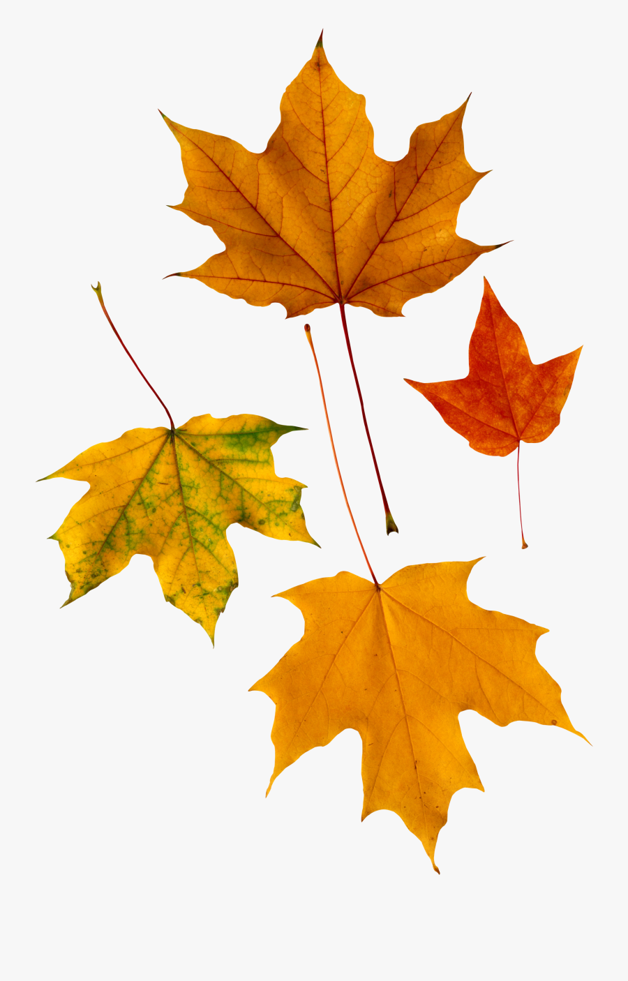 Clipart Leaves Autumn Leaves - Transparent Fall Leaf Stickers, Transparent Clipart