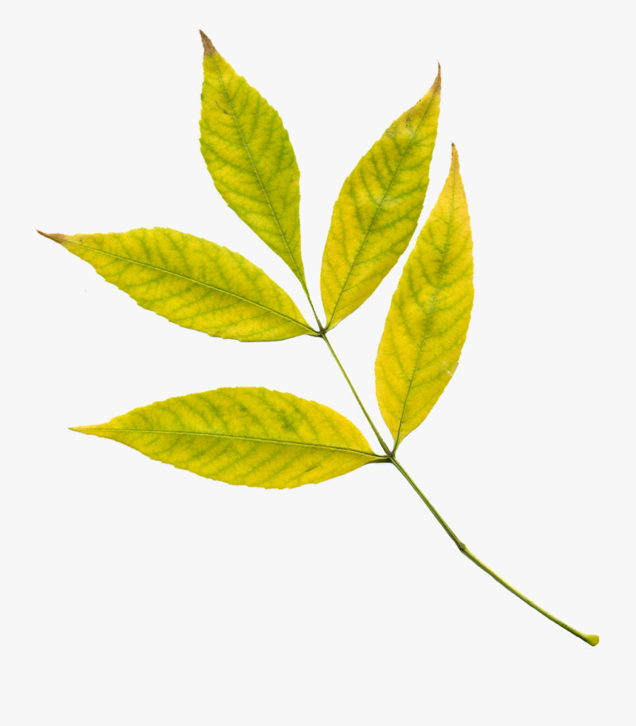 Autumn Leaves Yellow Leaves Free Picture - Feuilles De L Automne, Transparent Clipart