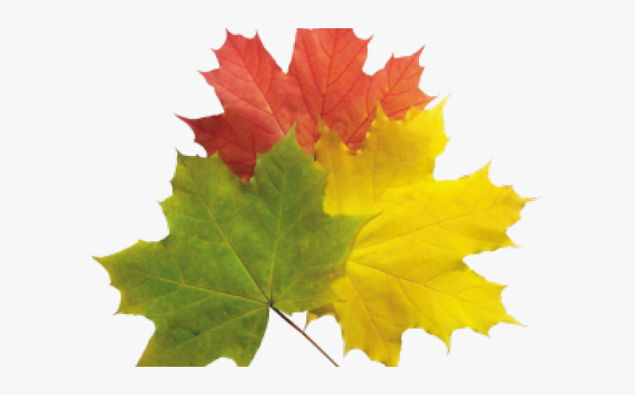 Real Fall Leaves, Transparent Clipart