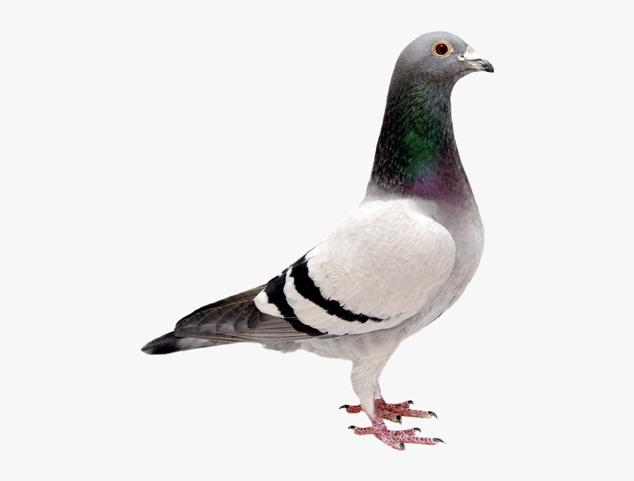 Pigeon Transparent Background, Transparent Clipart