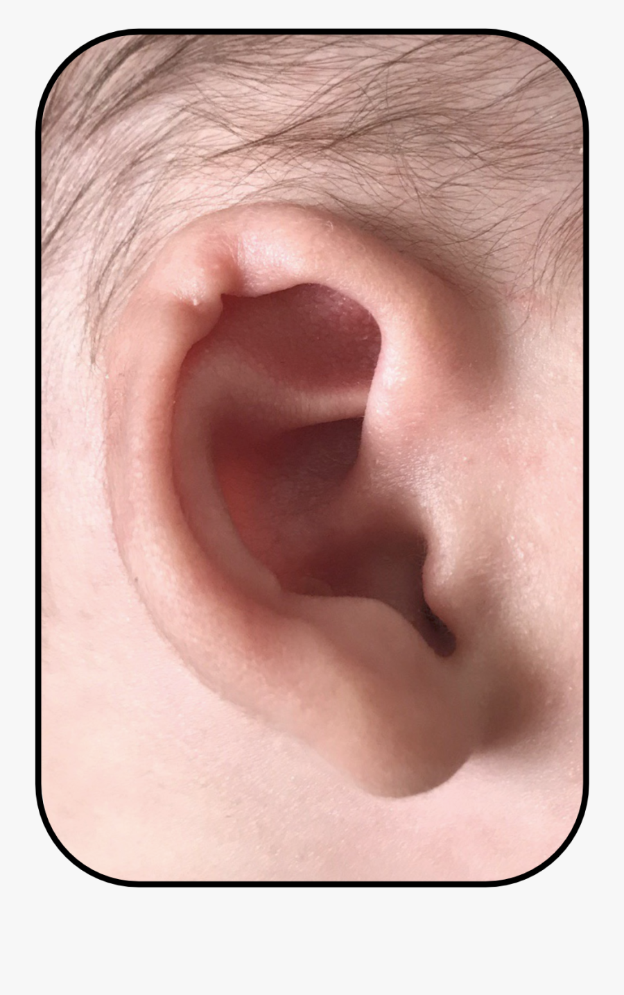 Clip Art Earbuddies Reviews Results By - Tongue, Transparent Clipart